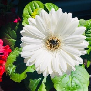 Meet your Posher, Heidi